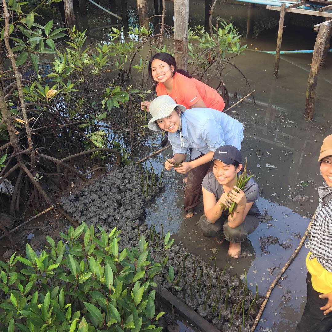 Leum dtaa mangroves 2 .jpeg