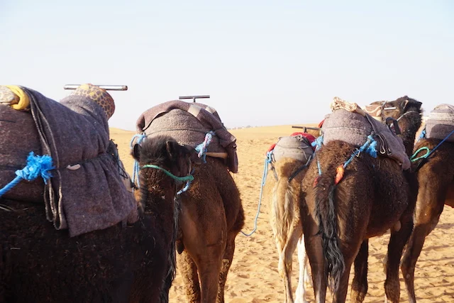 Camels resting before our camel trek.