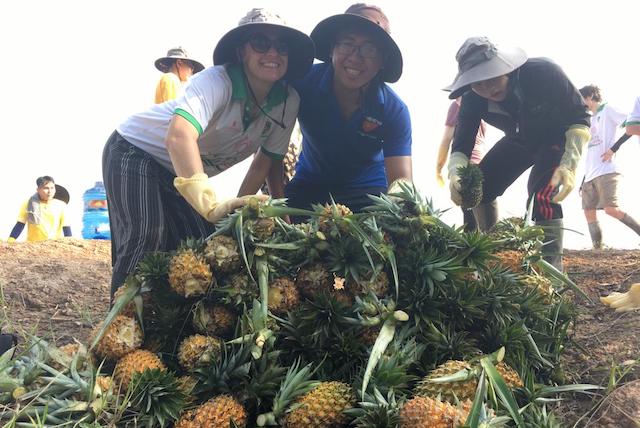 OE Cari and Tan Tao University students harvest pineapples.