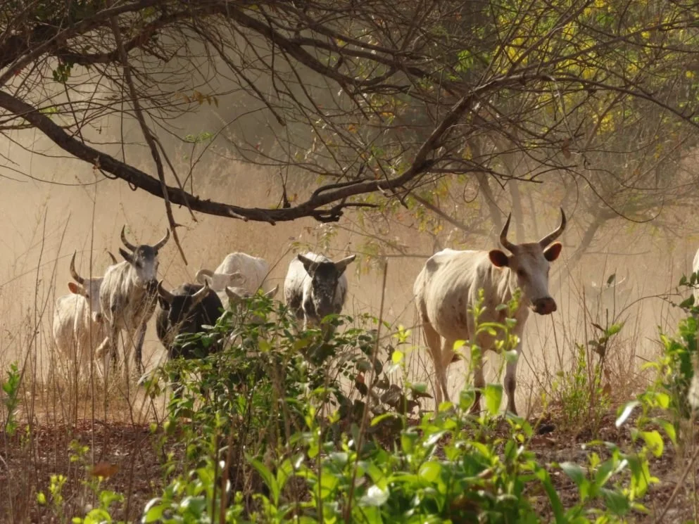 COW PARTY