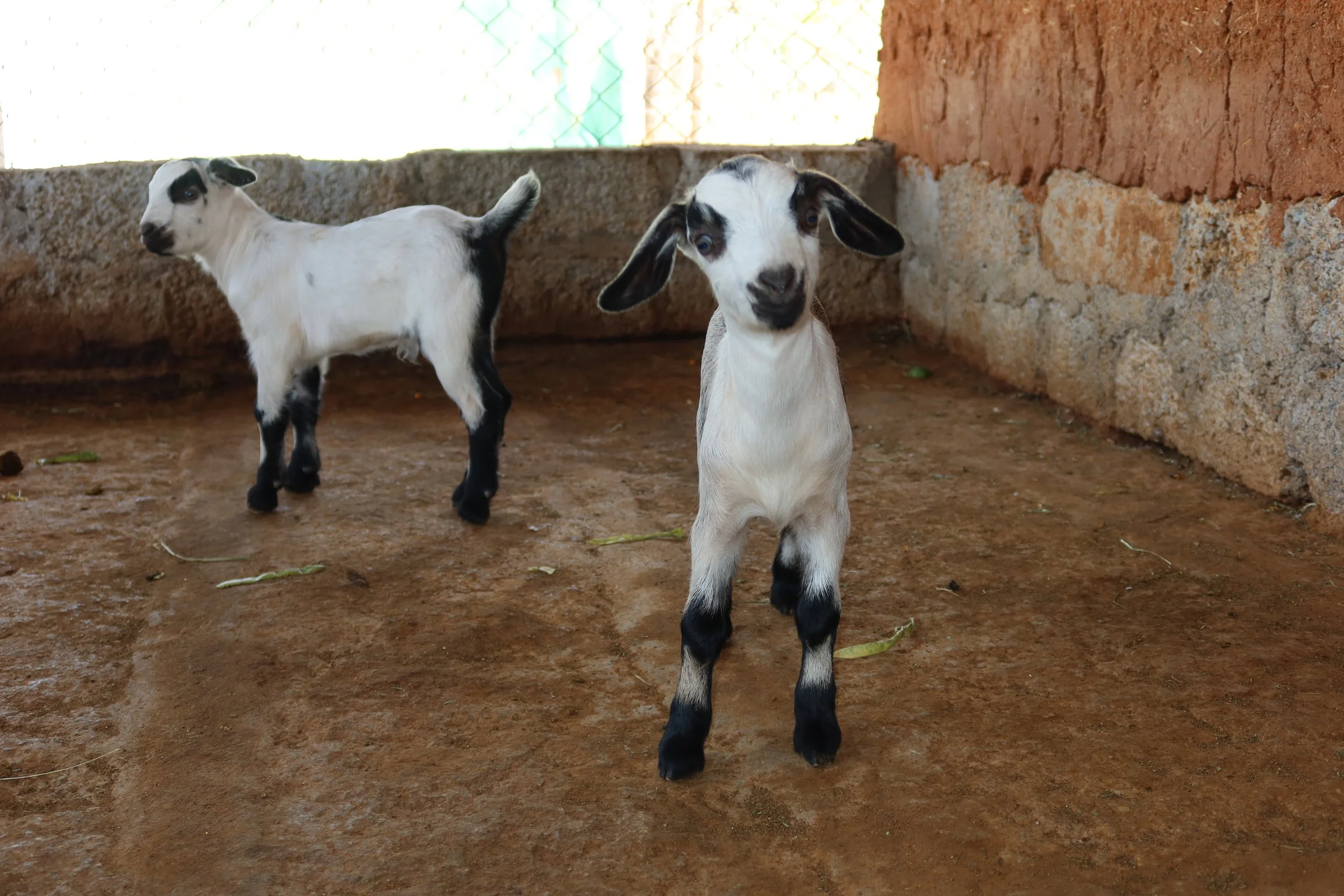 Monkey's Stole Shivratri