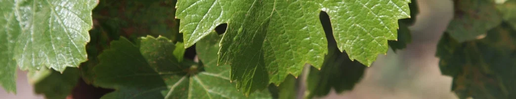 Vineyard.jpg