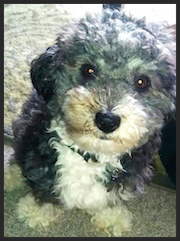 Oatie, the miniature Poodle mix "We have already recommended Amy to our friends. The service was very beneficial and we still practice the same strategies Amy taught us. It has really helped Oatie have a better quality of life." Stephanie Morgantown, WV