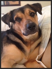 Bentley, the German Shepherd mix " Amy listened intently to my frustrations and concerns. She was calm and encouraging and the manner in which she worked with Bentley was incredible." Rhonda Morgantown, WV