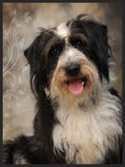 Bobo, the mixed breed " Amy was thoroughly knowledgeable and professional in assisting my family with aggression issues between two of my dogs." Pam Kaehler Morgantown, WV