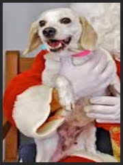 Honey, the Beagle Mix " Amy was thoroughly knowledgeable and professional in assisting my family with aggression issues between two of my dogs." Pam Kaehler Morgantown, WV