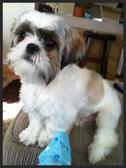 Omar, the Shihtzu " Amy taught us the tools to help make our puppy, Omar, a well behaved, calmer puppy." Drew Cutright & Chris Bombard-Cutright Morgantown, WV