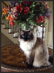 Sammie, the Ragdoll Cat " Kris was incredible at working out a solution and was very caring and helpful in turning my Sammie around." Kay Barker State College, PA