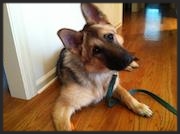 Maya, the German Shepherd Dog "The transformation in Maya’s behavior has been remarkable, and Kris Hopkins deserves all the credit." Mike Hogan State College, PA
