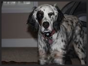 Grace, the English Setter " Kris was a tremendous help for us." John Siggins State College, PA