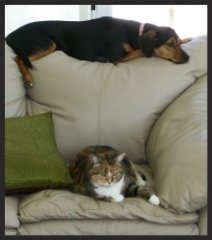 Maggie, the Beagle mix, and Misty, the Domestic Shorthaired Cat "My husband and I would like to say thanks so much to Lindsay Parenti for helping us change our troubled rescue dog, Maggie, into a loving family pet. I definitely recommend both L