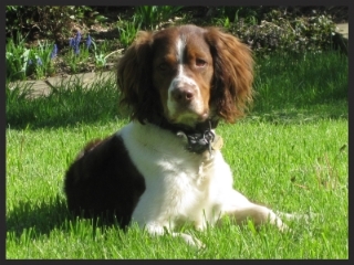 Doug, the Springer Spaniel "We were consistently impressed by the depth of Lindsay 's knowledge and her commitment to Doug's welfare. Having had bad experiences with classes run by a local 'dog trainer', we would unequivocally recommend P