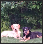 Marlon, the Golden Retriever/Labrador mix, and Maple, the Doberman/Husky mix " Kris is extremely knowledgeable and was enthusiastic in helping us work through issues as they arose." Tim and Sara Pollock State College, PA