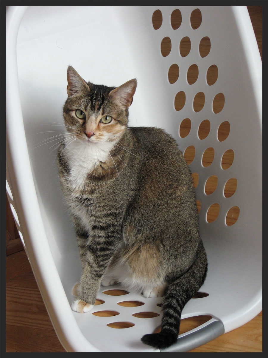 Tally and Delphi, the Domestic Shorthaired Cats "We are very grateful to Megan for seeing us through this and for having a good plan for us to follow." Kit and Rob Hume State College, PA