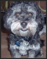 Tucker, the Havanese "We are so thankful that we found Megan . She took the time to listen to our concerns and shared her knowledge to customize a plan which made all the difference." The McAlisters Washington, PA