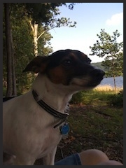 Xena, the Jack Russell Terrier "We started to see results after her first visit. It was the best money we ever spent." Dawn Molnar Masontown, PA