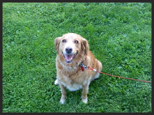 Joey, the Golden Retriever "Joey has learned to almost completely ignore other dogs and focus on me, and we both have a much better time outside. Thanks Dr. Maxwell !" Susan DelPonte and Carole Pearce State College, PA