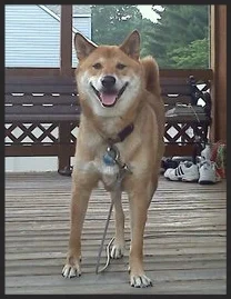 Ozzie, the Shiba Inu " Megan worked with us to develop a plan for Ozzie that would help him learn to trust people and become comfortable in our family." Kim Brennan and Travis Pope Altoona, PA
