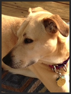 Lainey, the Labrador Retriever mix " Dr. Maxwell has shown me many techniques to use, all of which are done with understanding of and kindness towards the dog and REALLY work, with pretty much immediate results." Jeanne Schilgen Roa