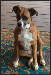Ellie, the Boxer-Australian Shepherd mix " Dr. Maxwell gave Ellie and I a second chance." Suzanne Thorniley Roanoke, VA