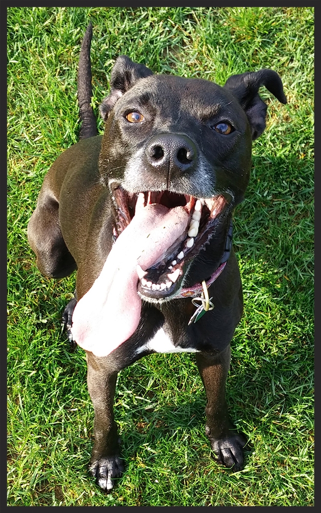 Lena, the Lab Mix "Thank goodness our vet suggested we call Dr. Maxwell. Dr. Maxwell taught us to use consistent, positive reinforcement to help Lena overcome her anxieties." Adam and Alyssa Short Blacksburg, VA