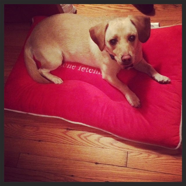 Dexter, the Beagle mix "Contacting Jennifer was the best investment we have ever made." Christina Dalton South Charleston, WV
