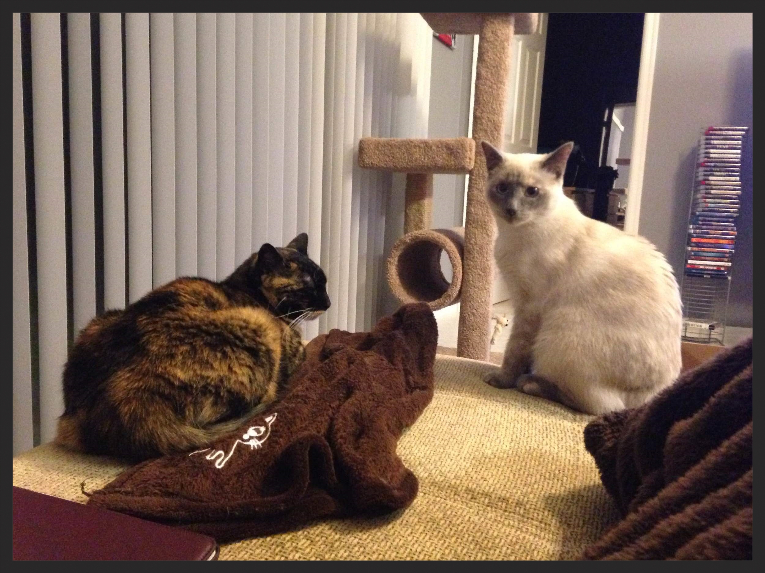 Lily and Vera, the Cats "We needed help introducing our 4-year-old resident cat to a new 6-month-old kitten. We are thrilled with the results of the training!" Brenda and Mario Jimenez Orlando, FL