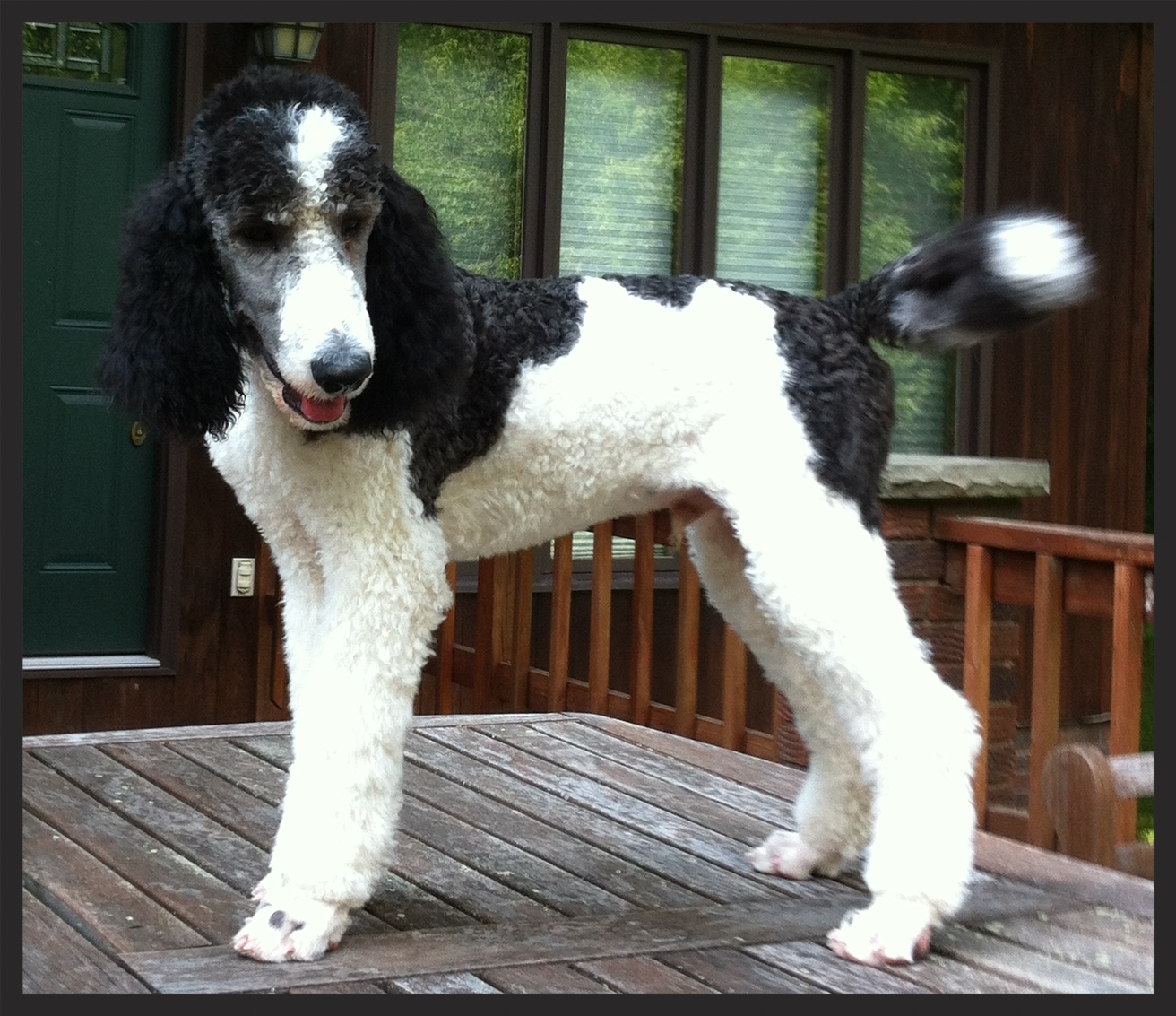 Blue, the Standard Poodle "I'm happy to recommend Jennifer to any dog owner who needs help with behavioral problems" Judy Dunlap Scott Depot, WV
