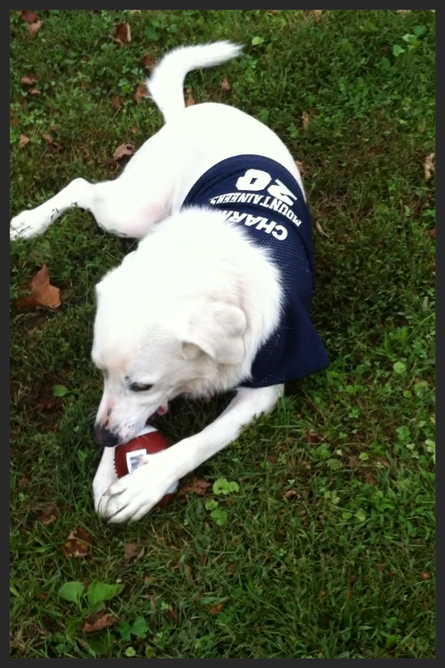   Charmin, the Great Pyrenees/Lab mix    "We found [Jennifer's]&nbsp;guidance a very worthwhile investment and are pleased with Charmin's success."    Grant and Lindsay White Elkview, WV  