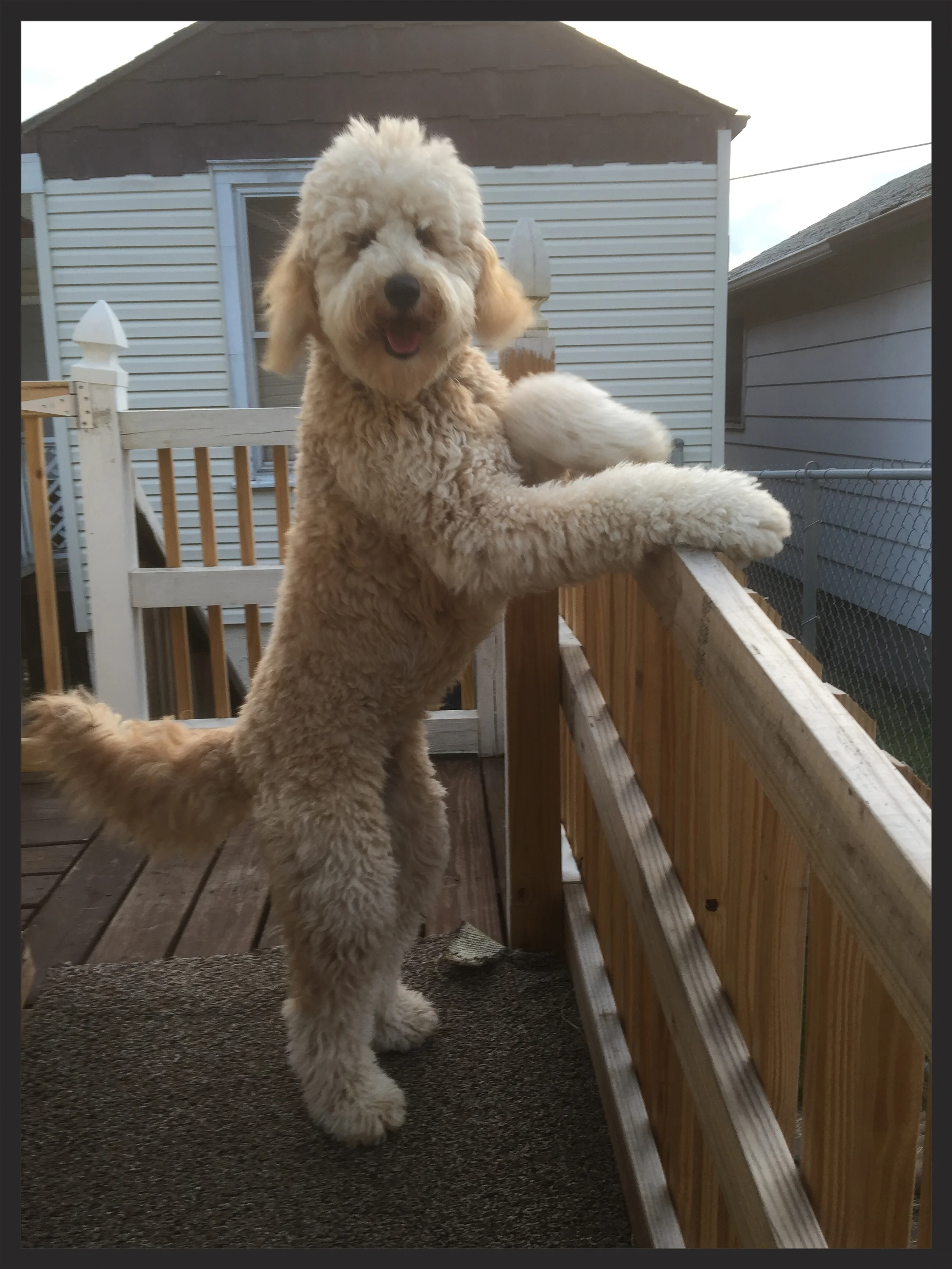   Ginger, the Goldendoodle    "Discovering Jennifer when we did has been a huge help."    Pam and Paul Mullins St. Albans, WV  