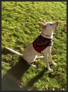  Macie, the Shepherd-Lab mix    "[Lindsay]&nbsp;was a prayer answered for my family. We think she is AWESOME!!!"    Brenda Scotchie Clarksburg, WV  