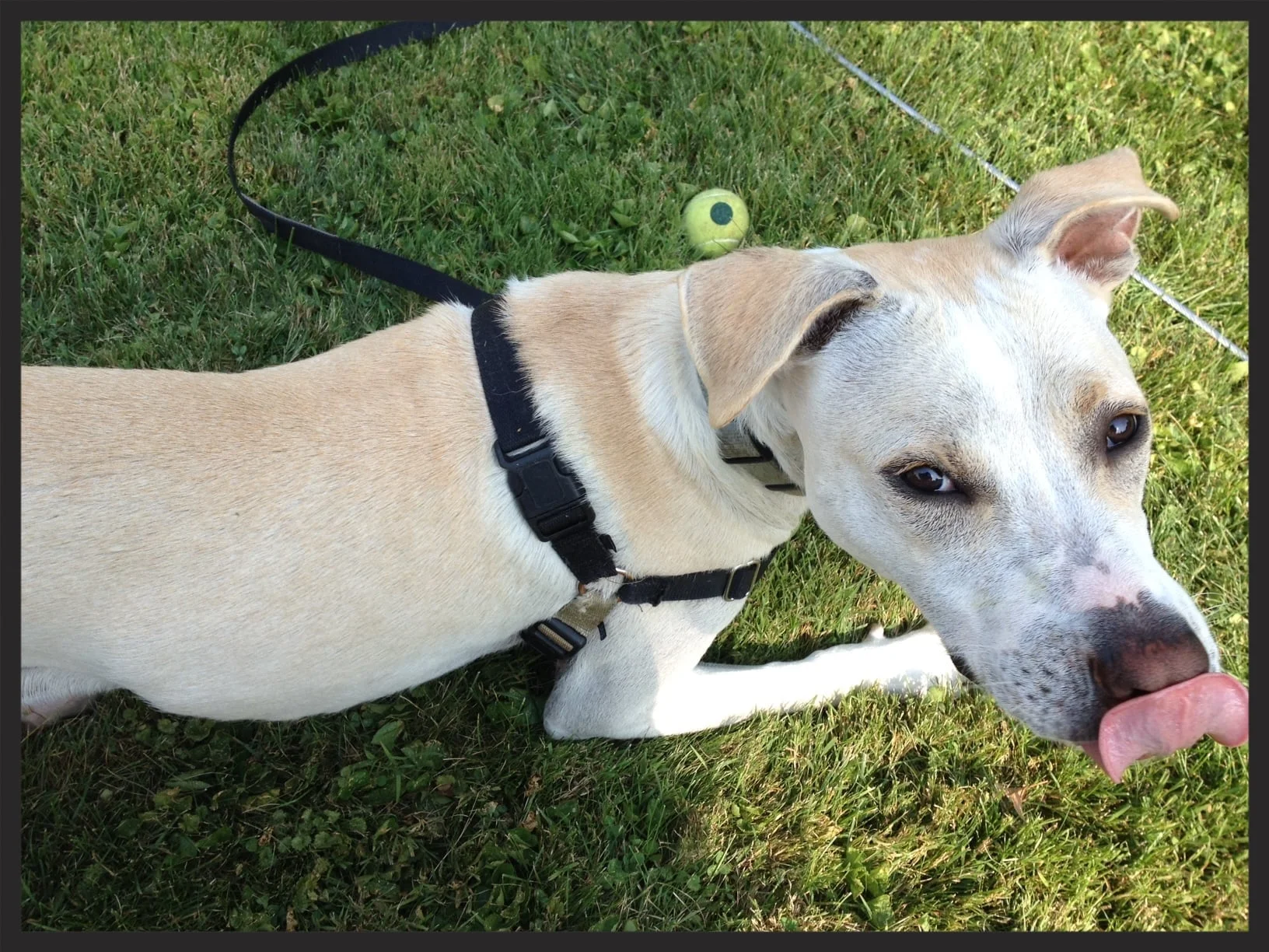  Beau the Labrador/Pit Bull Mix    "[Kris] was also patient in answering all of my questions, and walking through instructions for different tasks step-by-step to make sure I understood things."      
  
 Normal.dotm 
 0 
 0 
 1 
 4 
 28 
 Benefits 