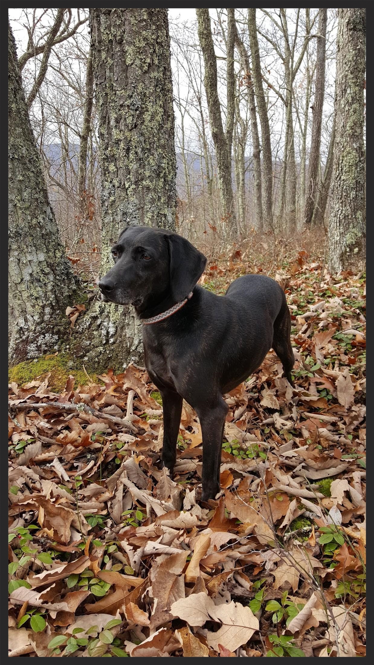 Betsy, the Plott Hound mix "...our friends have been blown away by how much better Betsy is." Kathryn Williamson Morgantown, WV