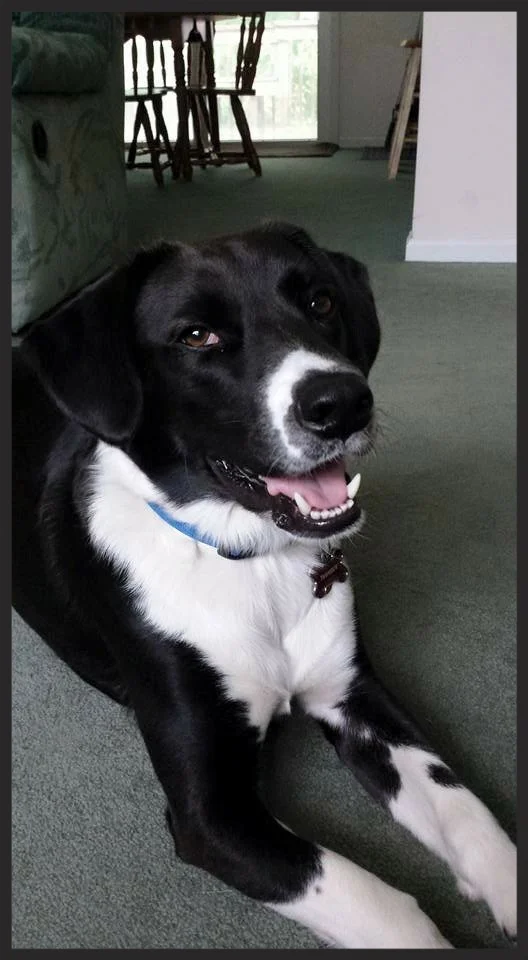   Thunder, the Lab/Hound Mix    "I believe that a lot of pets and pet owners can benefit from her training..."    Jennifer and Sam Batman Dunbar, WV  