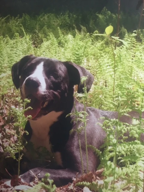   Bandit the Pit Bull Terrier/Australian Cattle Dog mix   "[Kris]&nbsp;taught us the skills to manage his behavior and we have definitely seen a big change. It is just up to us to continue using the skills she taught us to keep seeing improvement. Th