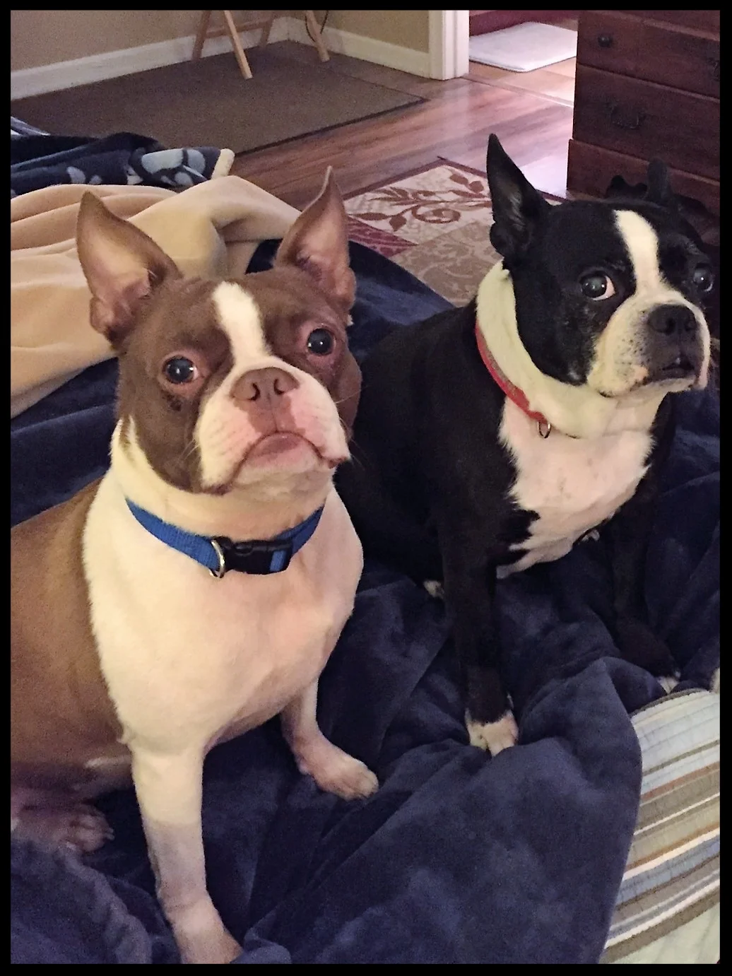   Roxanne and Buster, the Boston Terriers   "We were trying to save Roxanne and Buster through rescue, and Dr. Maxwell saved us all. Thank you Dr. Max from the bottom of our hearts for helping us keep our babies and enjoy our home again!"   Lisa and 