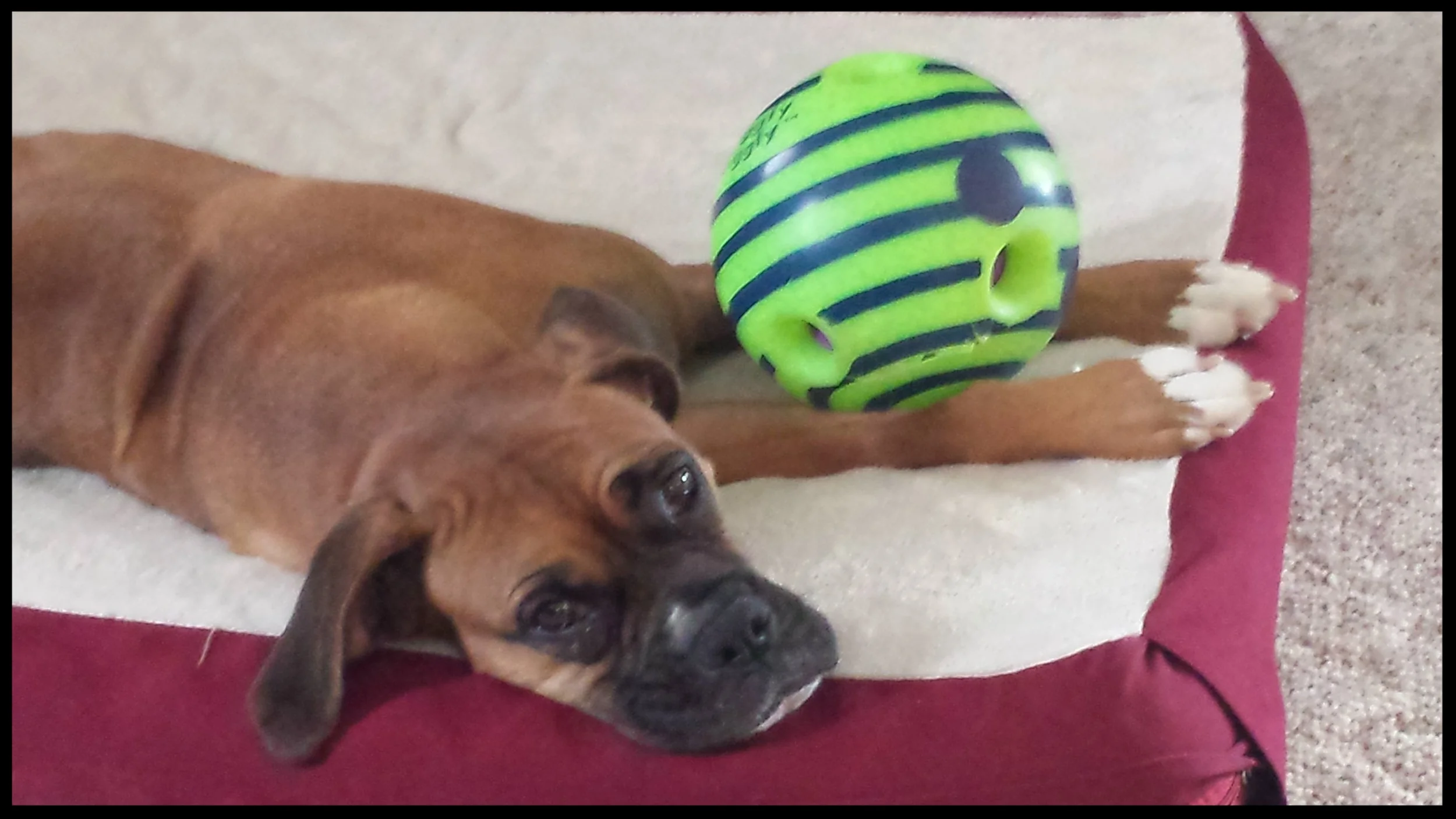 Cheyenne, the Boxer "Dr. Maxwell was very patient, genuinely in tune with our household and dog dynamics, and took the time to watch, listen, evaluate and teach." Tara Scott Roanoke, VA