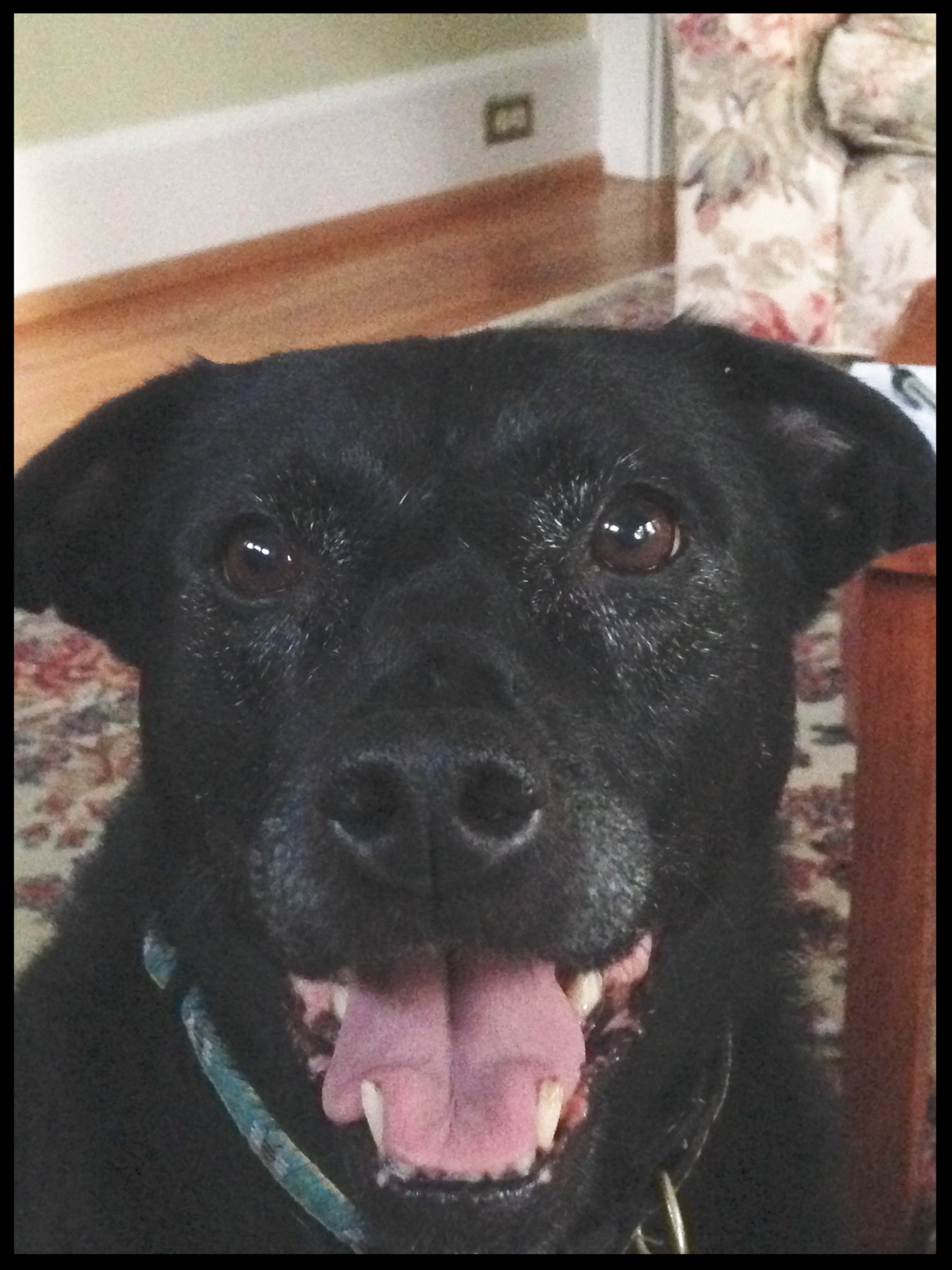 Phoebe, the Black Lab mix "Phoebe was barking at everything that passed the house uncontrollably. I learned a lot about my dog and how to communicate with her." Anne Krogenas Roanoke, VA