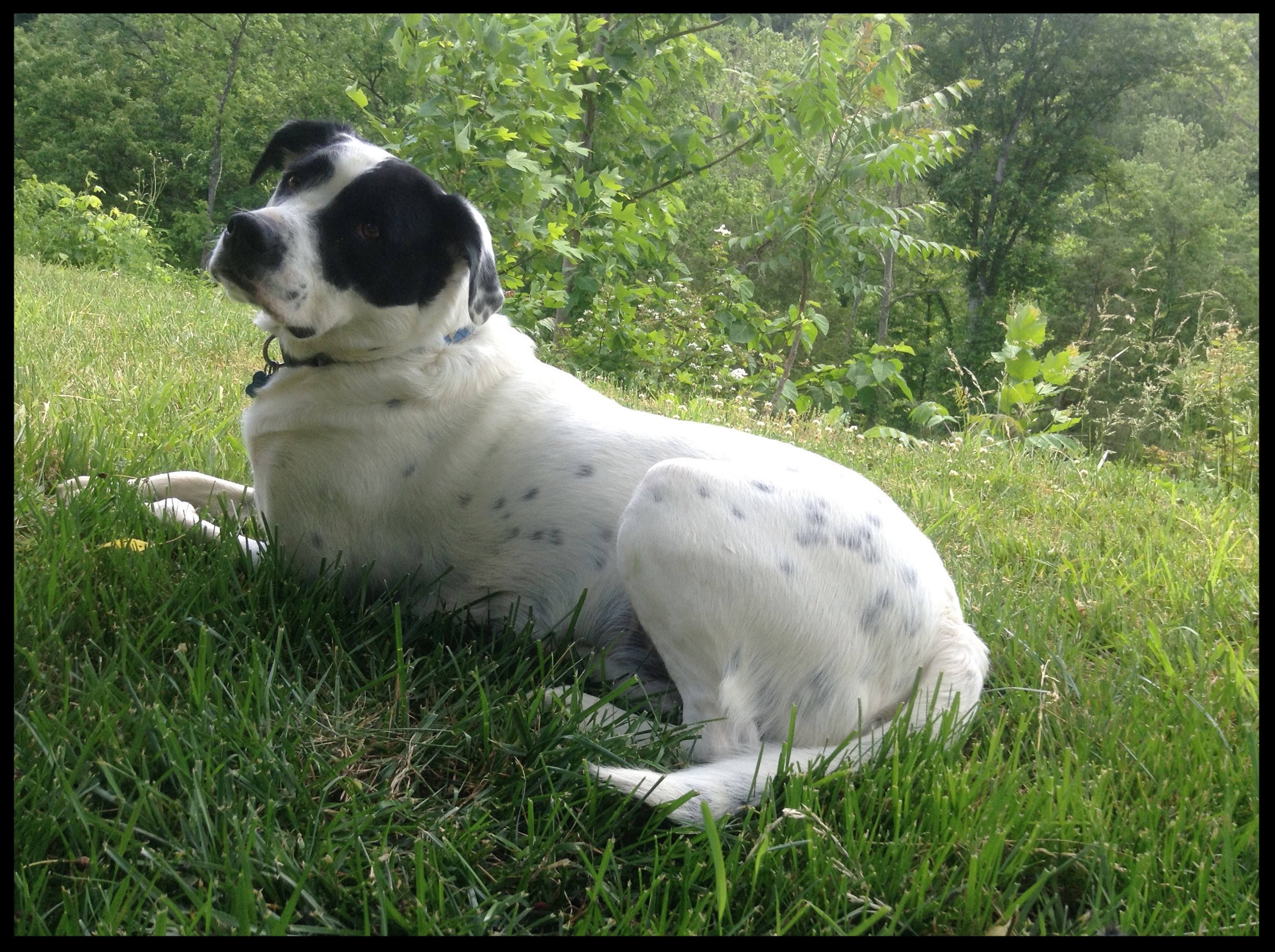 Tucker, the Pointer Mix "Megan is so much more than a trainer - she is an animal behaviorist- and understands there are many ways to live with dogs... I have only good things to say about her." Margaret Perry Elliston, VA
