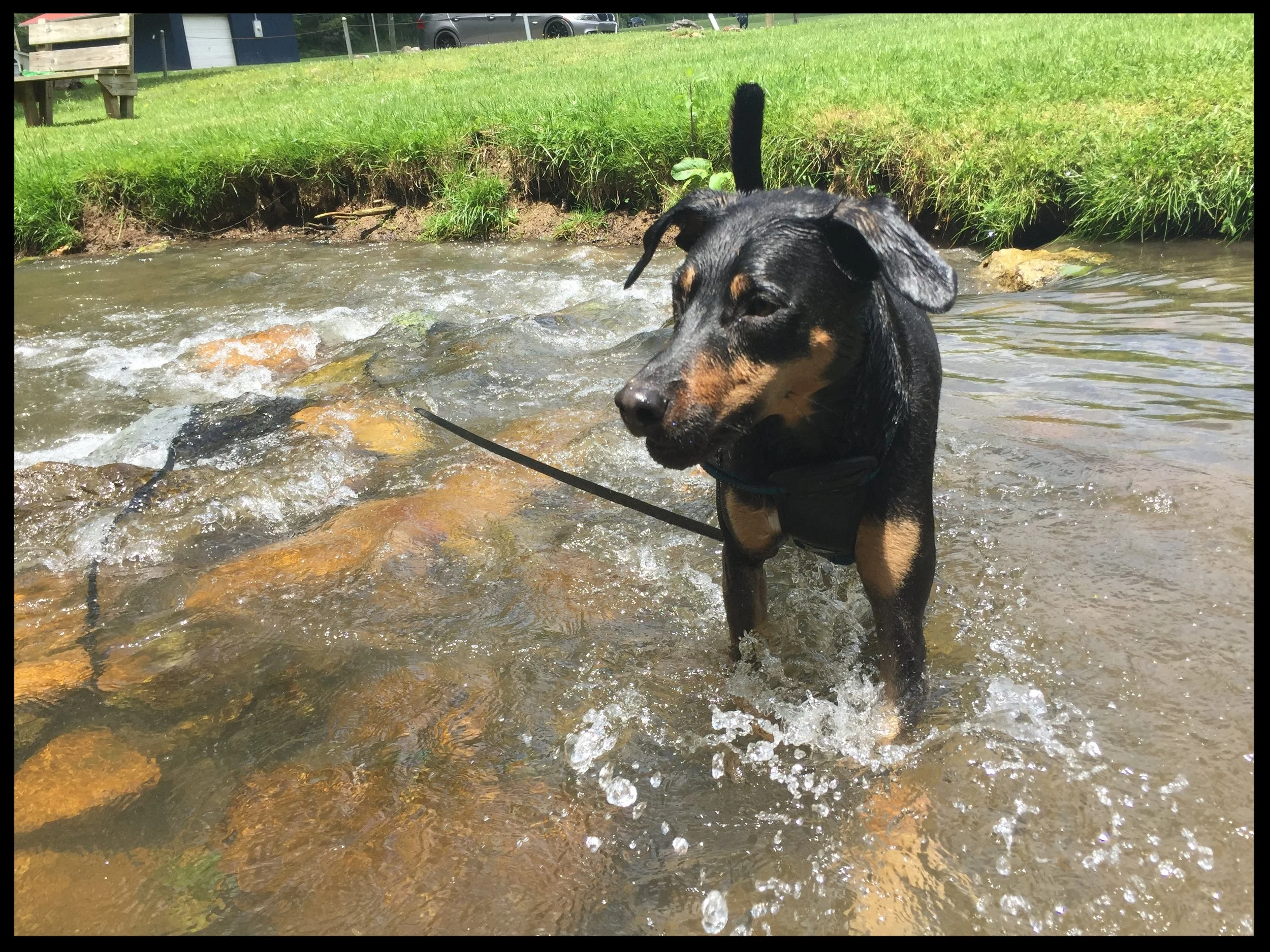   Lyla, the Doberman Mix   "While we always enjoyed her ourselves, it is nice that friends and others now get to see the dog we love."   James Clay  Blacksburg, VA 