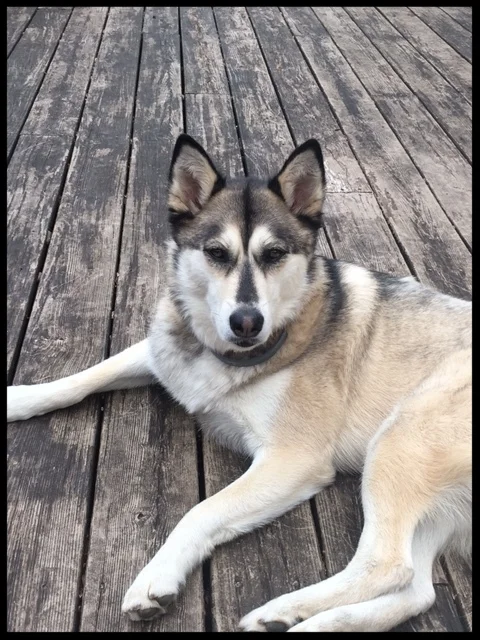   Emma, the Husky   "By using the tools and strategies Dr. Maxwell taught us, she has become much happier and trusting."   Dory &amp; Russ Wallace  Roanoke, VA 