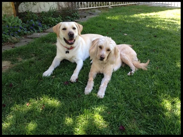  Poco, the Goldendoodle, and Jax, the Lab   "[Jax] now has calm interactions when meeting other dogs."   Bob &amp; Sue Villamil  Salem, VA 