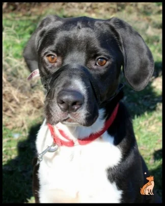 Charlie, the Hound mix "Dr. Maxwell is very patient and understanding. Her treatment plan worked wonders for my dog Charlie." Tammy Rinehart Roanoke, VA
