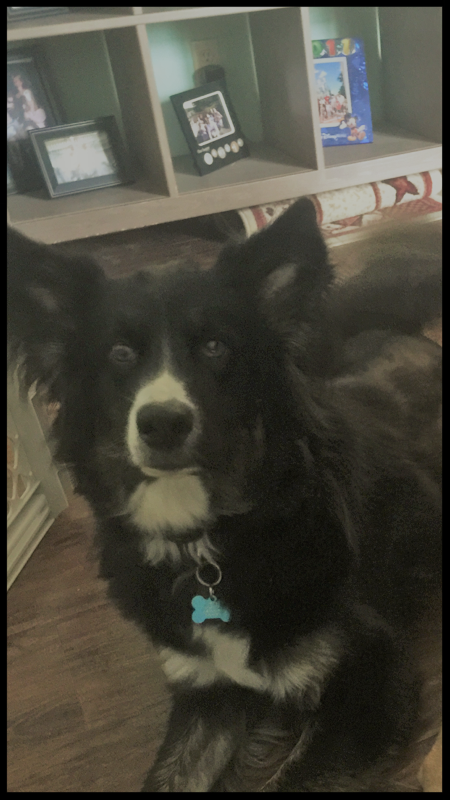 Rory, the Husky-Shepherd mix "It has been a game changer for our family, we were never able to take Rory out of the house and on family adventures with us and now we can." Michele Hoffman Albright, WV