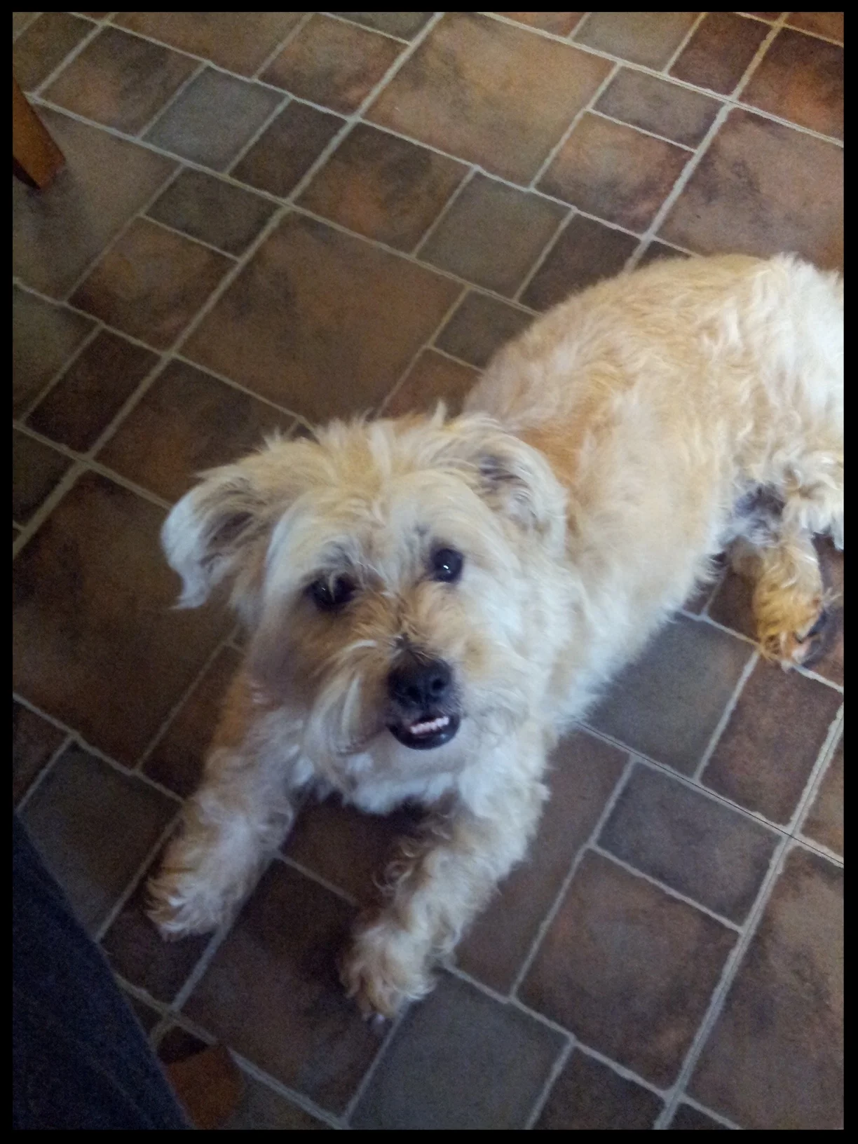   Lacie, the Cairn Terrier mix   "My Lacie has improved so much with her aggression."   Debbie Moak  Roanoke, VA&nbsp; 