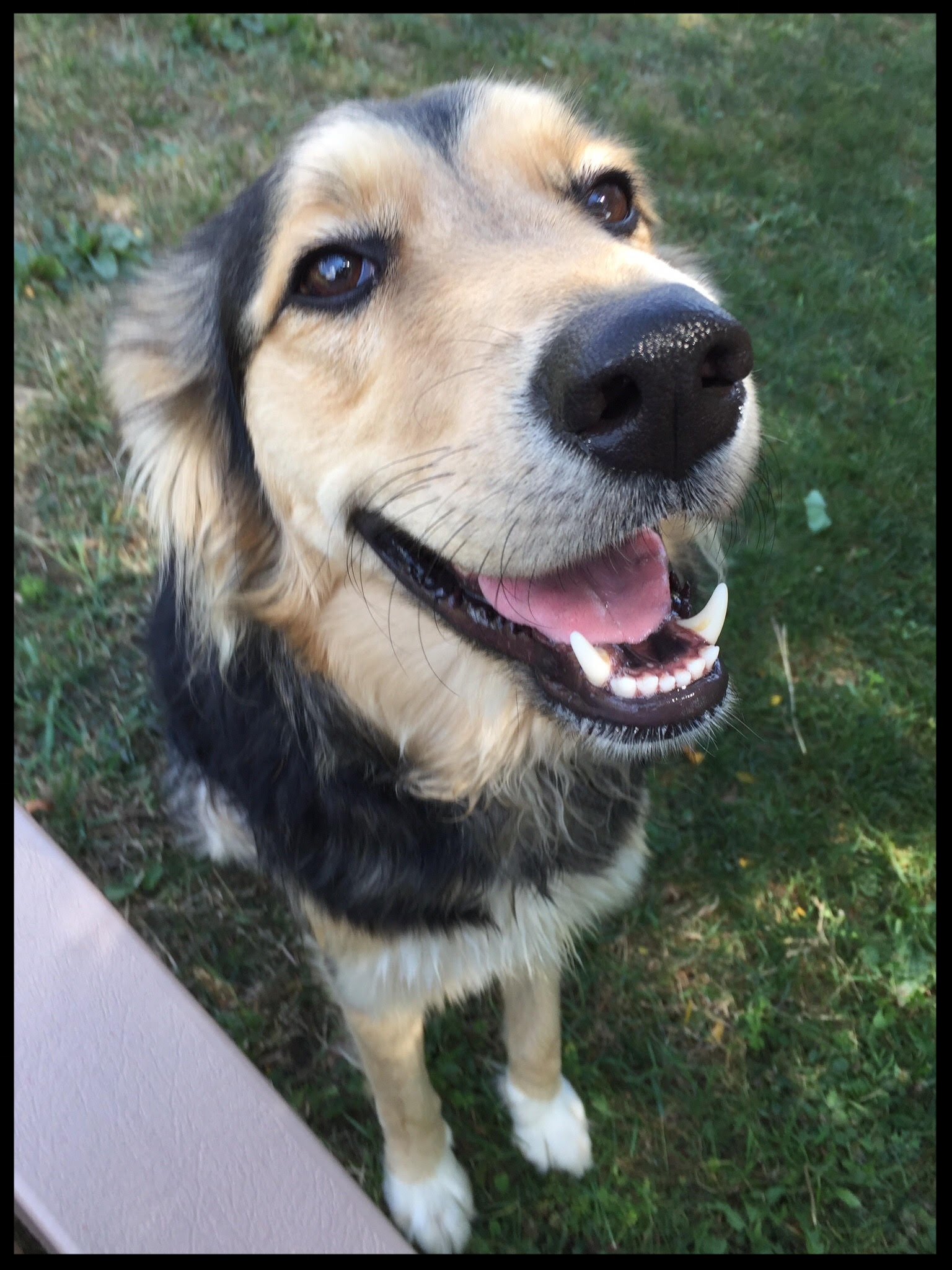   Poncho   "Through [Lindsay's]&nbsp;instruction, I better understand how to work with my dog and use positive reinforcement to curb unwanted behaviors."   Linda Burl Frostburg, MD  