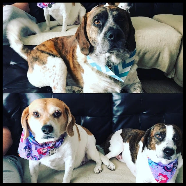 Corey dogs.jpg