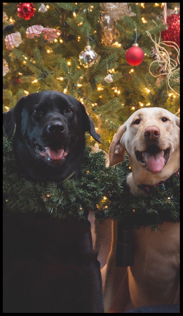 Honey and Ryder "Lindsay is down to earth, helps explain things in layman's terms, and really is there to help you understand and learn how to work with your animals." Nicole and AJ Romino Fairmont, WV