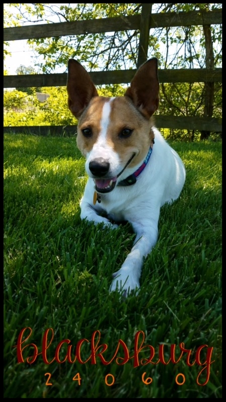 Gracie.jpeg