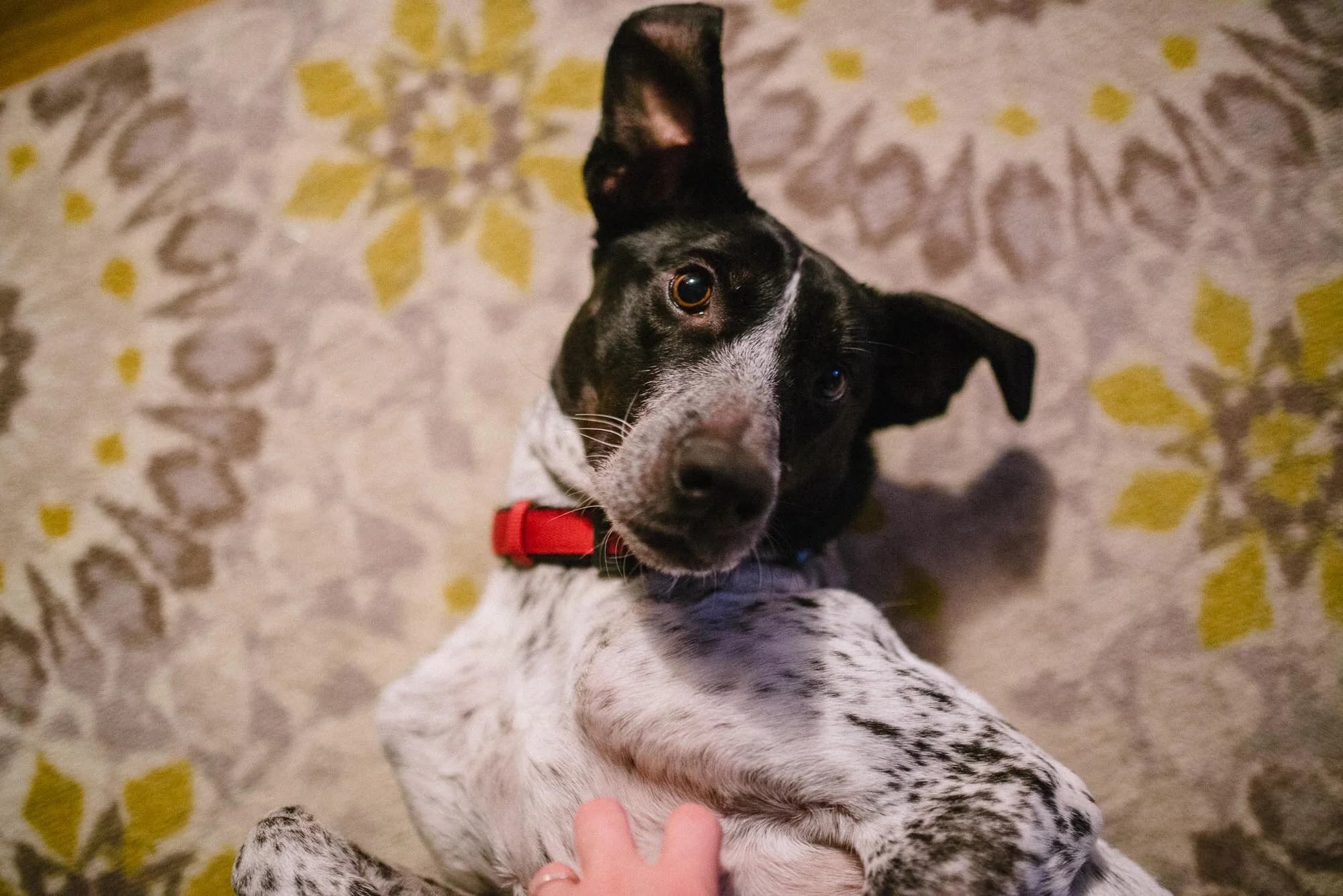 Pepper Hellen.jpg